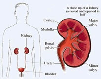 kidney-anatomy-01