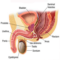 acute prostatitis symptoms)